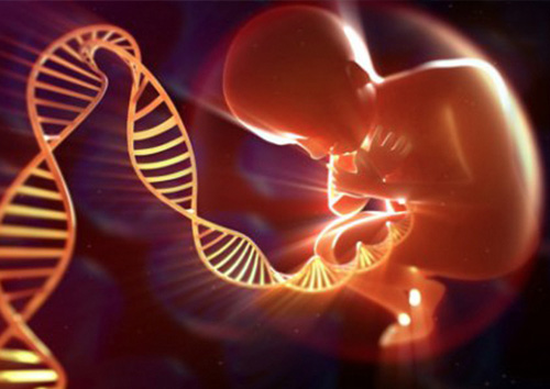 试管婴儿为什么要培养囊胚，有什么优点？
